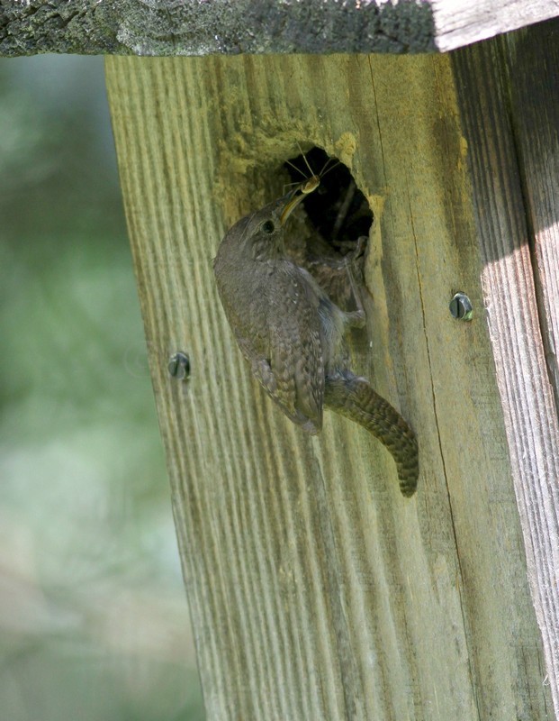 House Wren with a live Daddy Longlegs