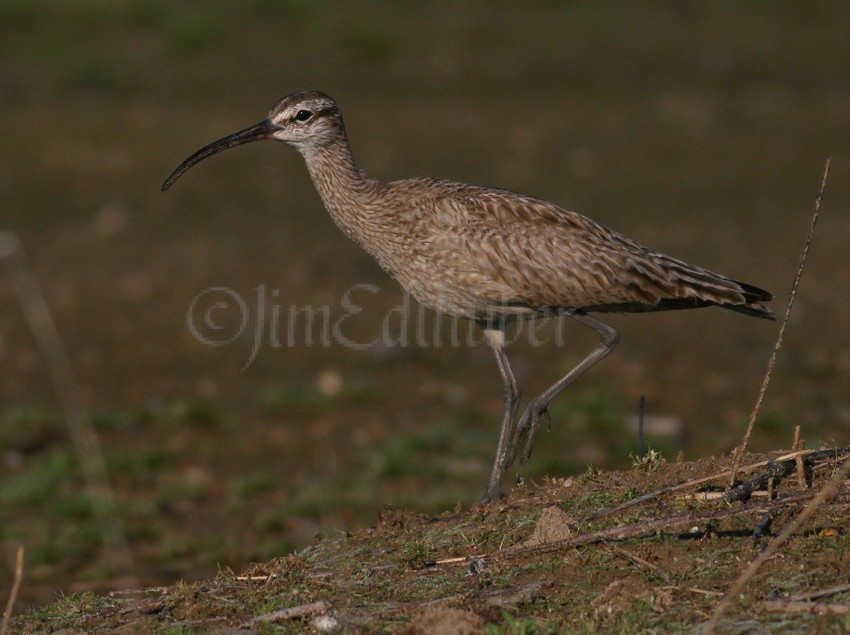 Whimbrel at Myer’s Park Racine Wisconsin August 20, 2014
