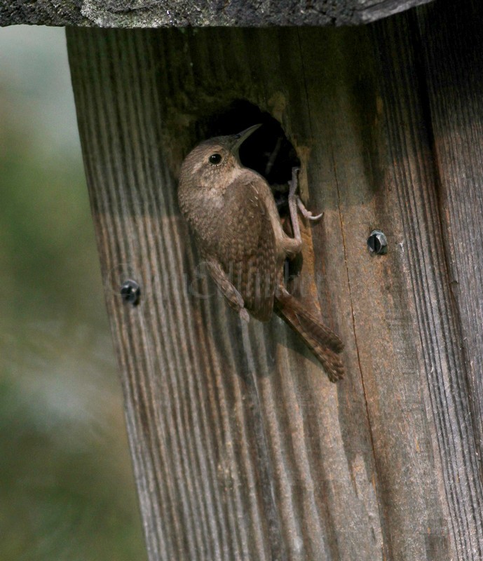 House Wren at the house