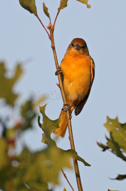 Baltimore Oriole,  1st fall male