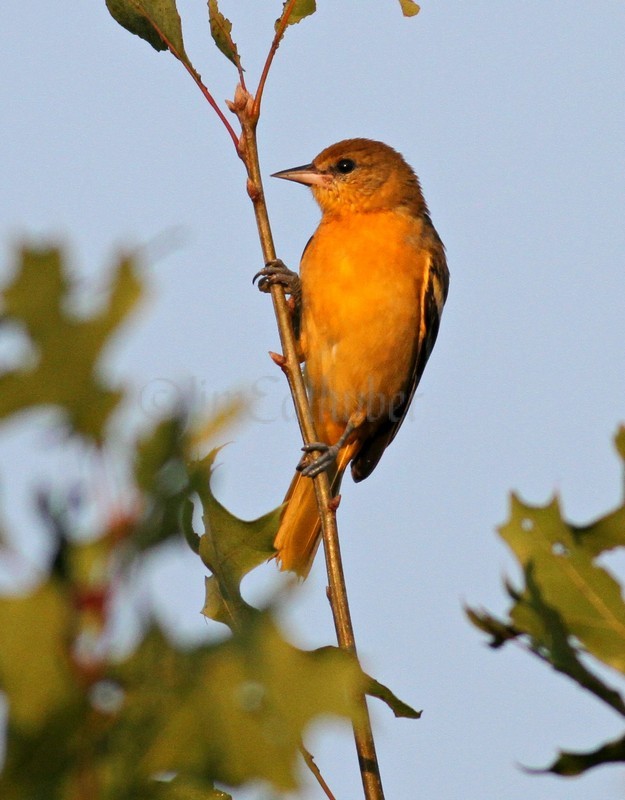 Baltimore Oriole,  1st fall male