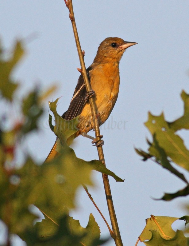 Baltimore Oriole,  1st fall female