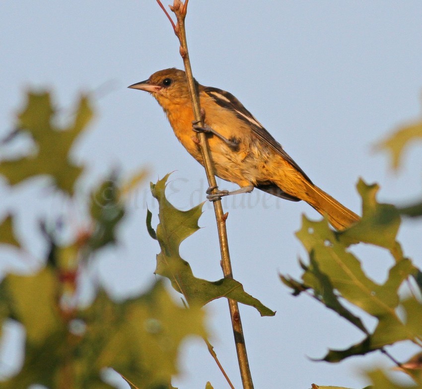 Baltimore Oriole,  1st fall female