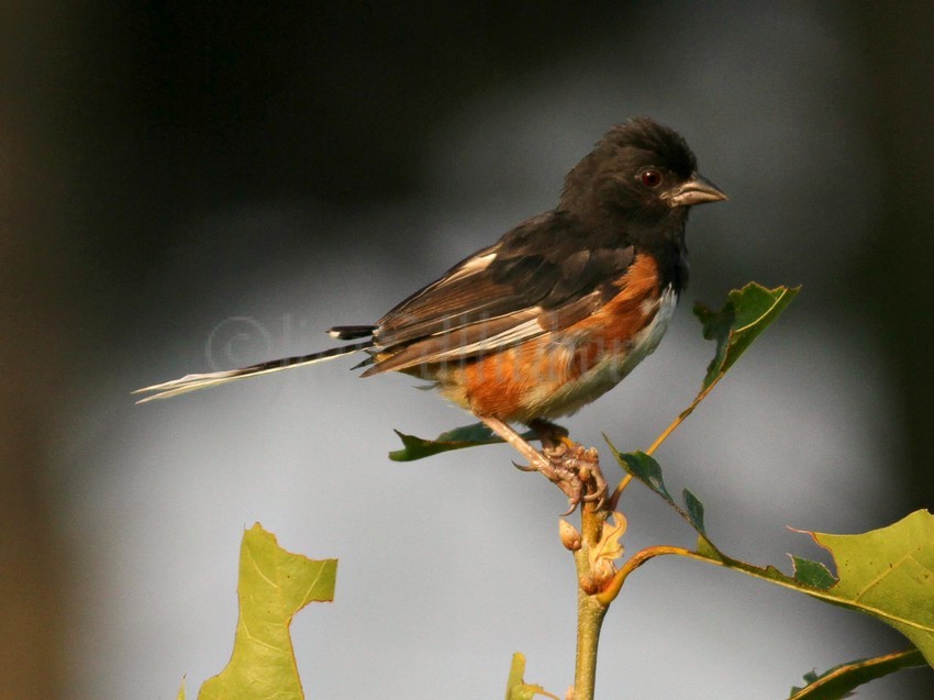 Eastern Towhee, female