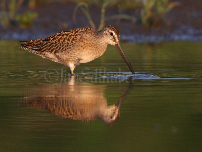 Short-billed Dowitcher at Myer’s Park Racine Wisconsin August 31, 2014