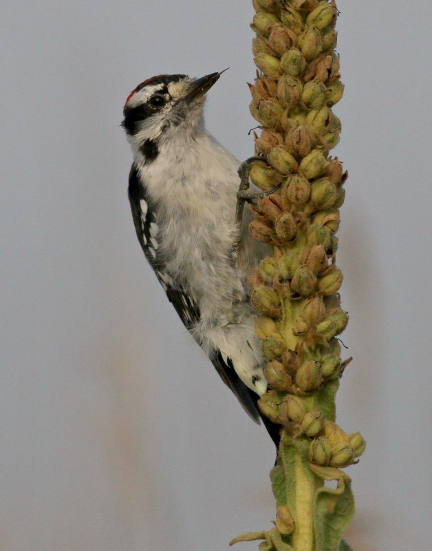 Downy Woodpecker, male