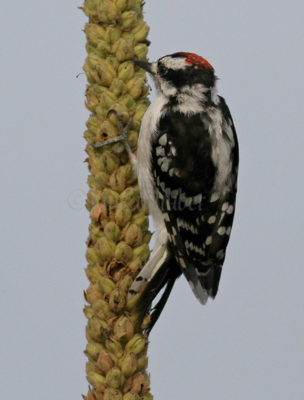 Downy Woodpecker, male