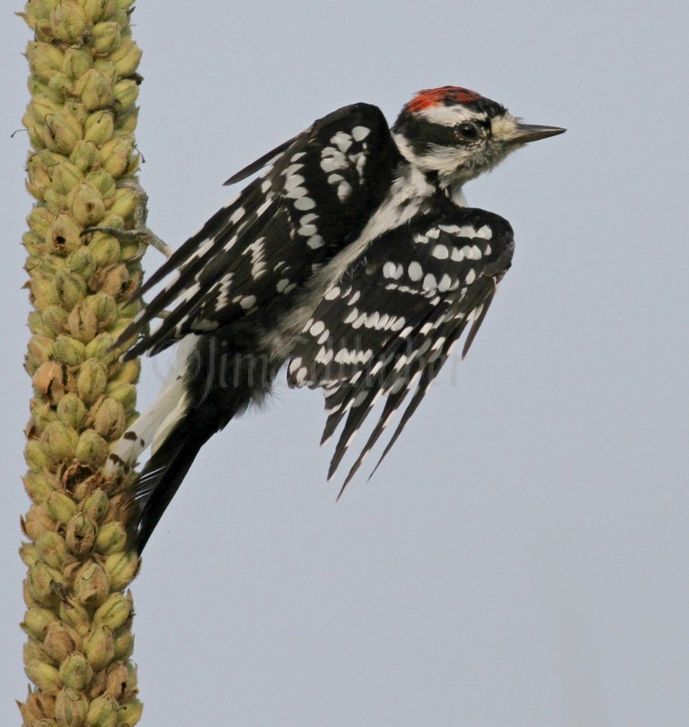 Downy Woodpecker, male