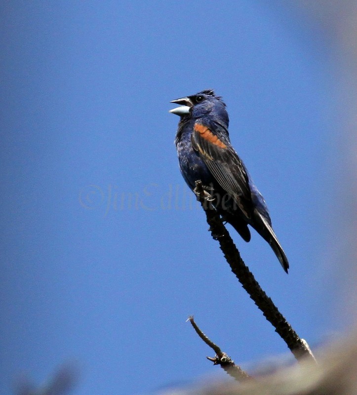 Blue Grosbeak, male