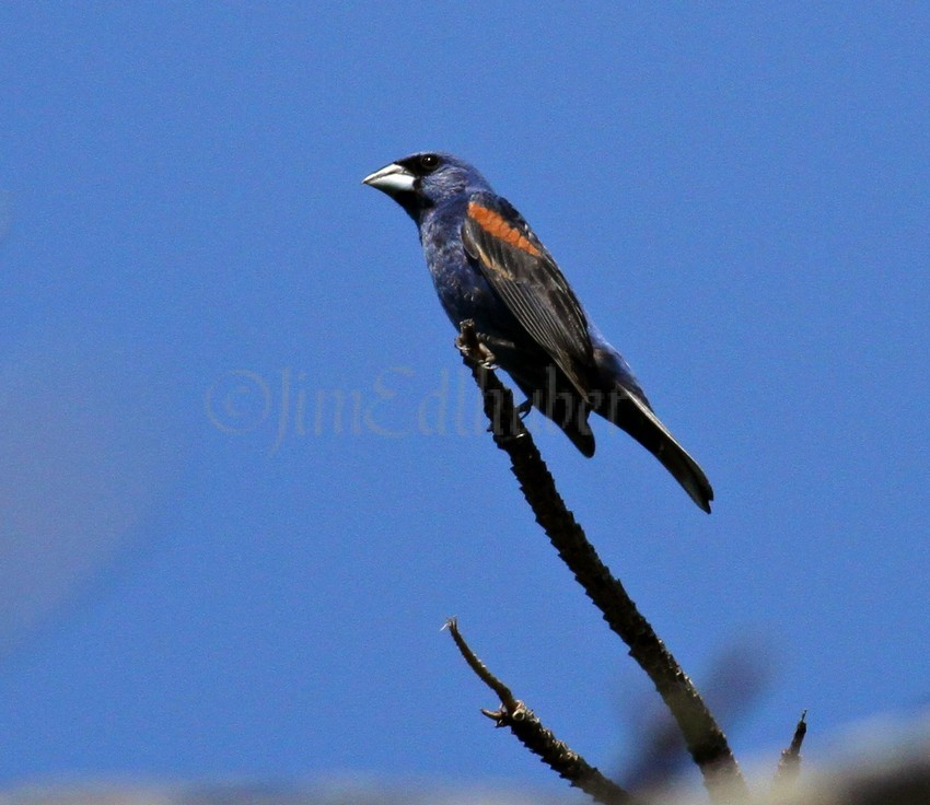 Blue Grosbeak, male