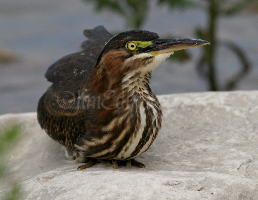 Juvenile Green Heron