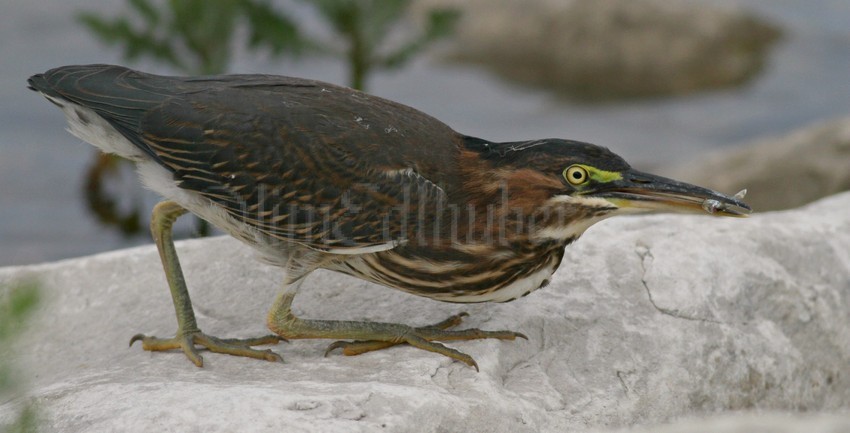 Juvenile Green Heron