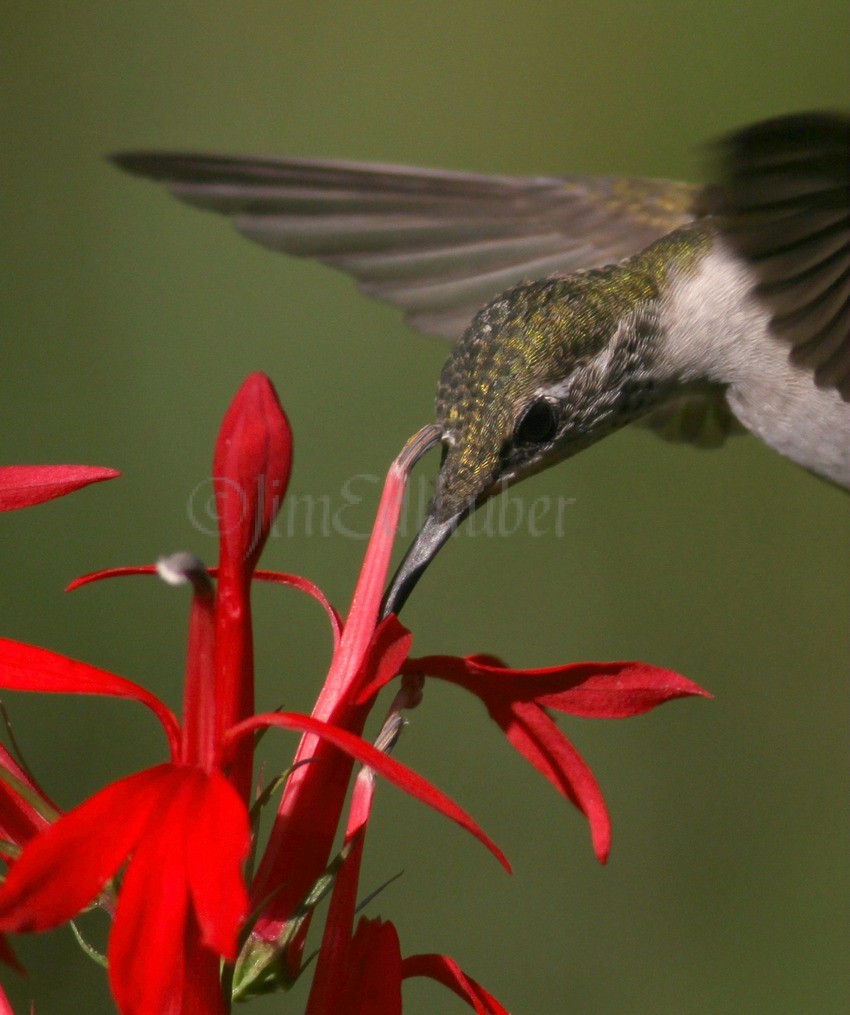 Ruby-throated Hummingbird, female on Cardinal Flower