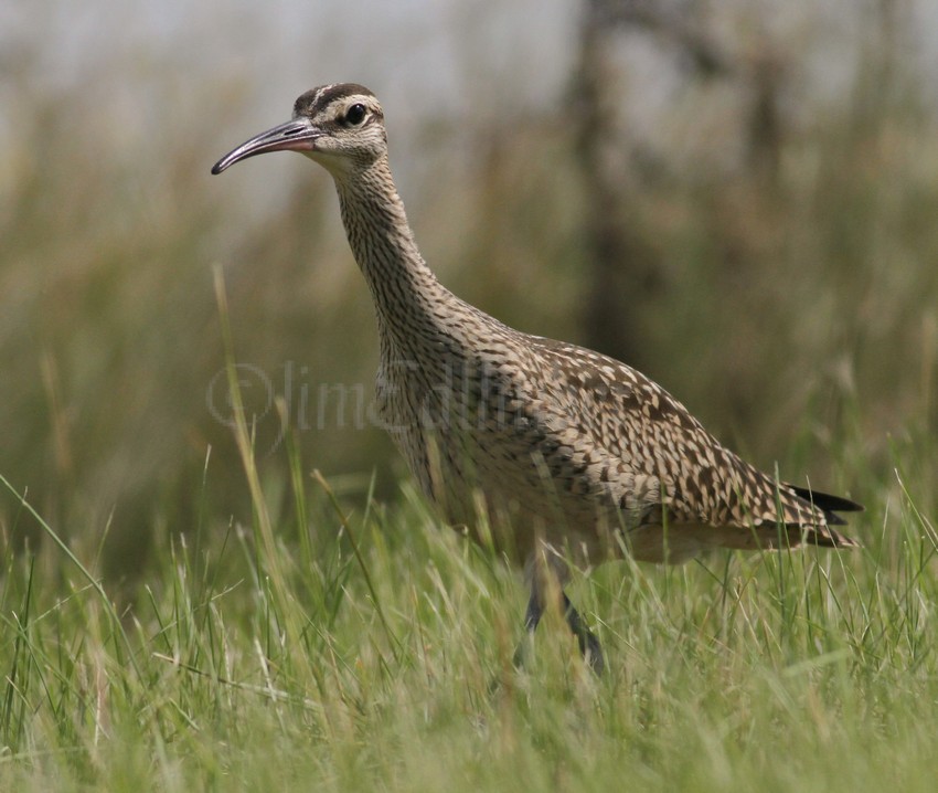 Whimbrel at Lakeshore State Park Milwaukee Wisconsin September 2, 2014