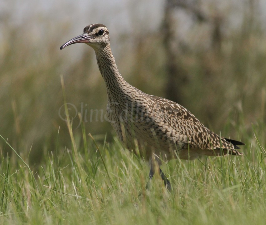 Whimbrel, juv. hunting