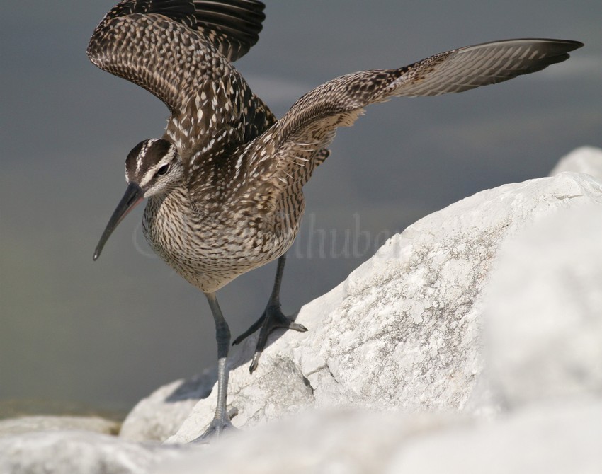 Whimbrel, juv. moving about the rocks.