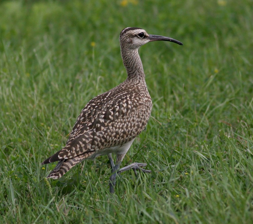 Whimbrel, juv. hunting for insects.