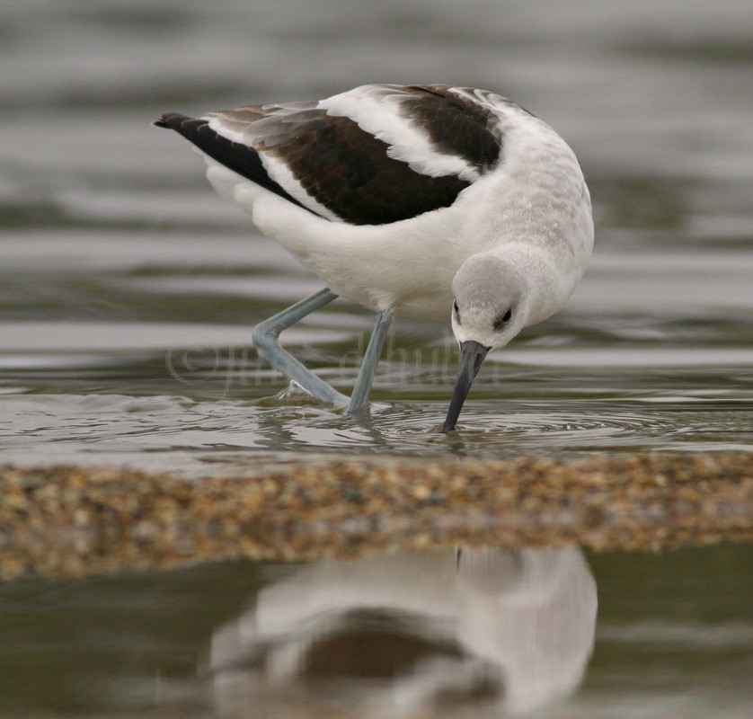 American Avocet Lakeshore State Park Milwaukee Wisconsin September 30, 2014