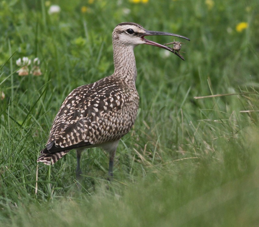 Whimbrel, juv. with a grasshopper.