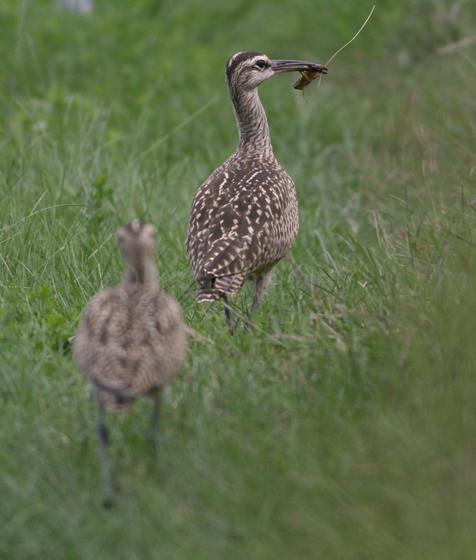 2 Whimbrel, juv. one with a grasshopper.