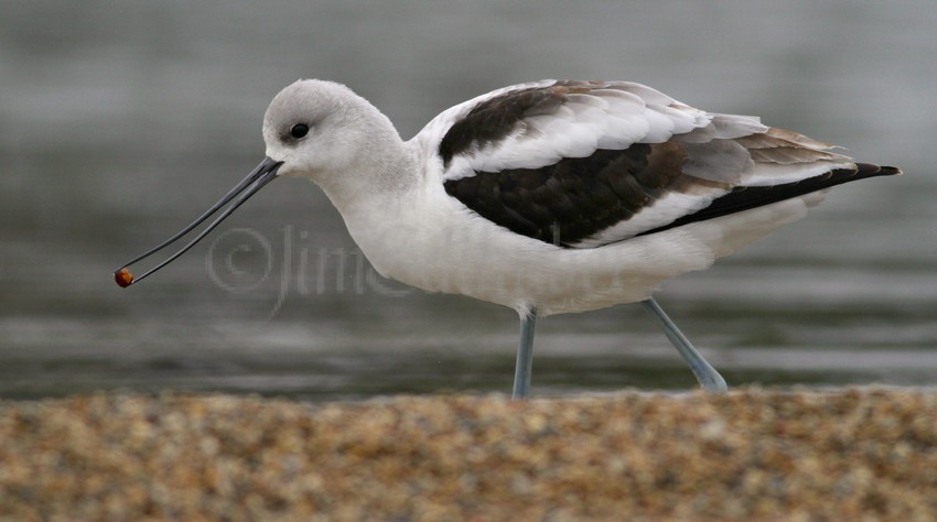 American Avocet Lakeshore State Park Milwaukee Wisconsin September 30, 2014