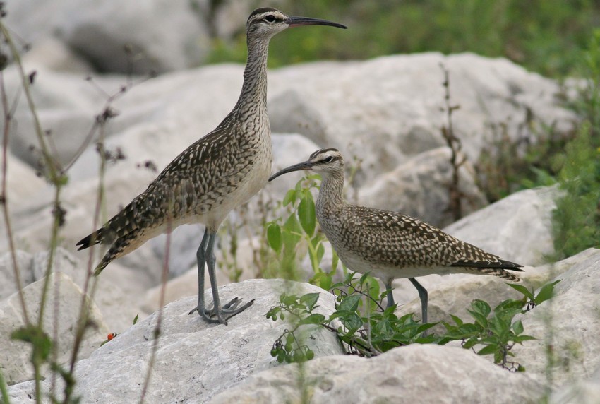 Whimbrels, 2 juv.