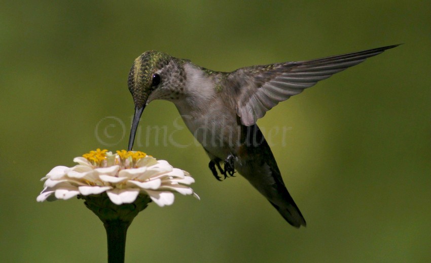 Ruby-throated Hummingbird on Zinnia species