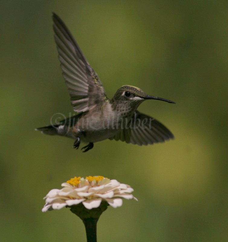 Ruby-throated Hummingbird on Zinnia species