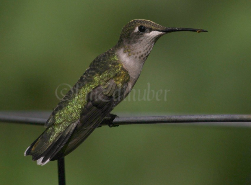 Ruby-throated Hummingbird