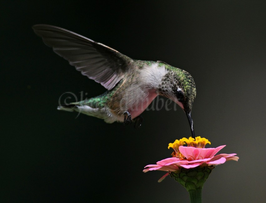 Ruby-throated Hummingbird on Zinnia species