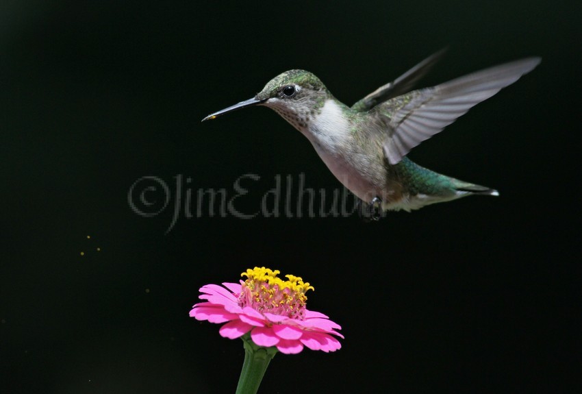 Ruby-throated Hummingbird on Zinnia species