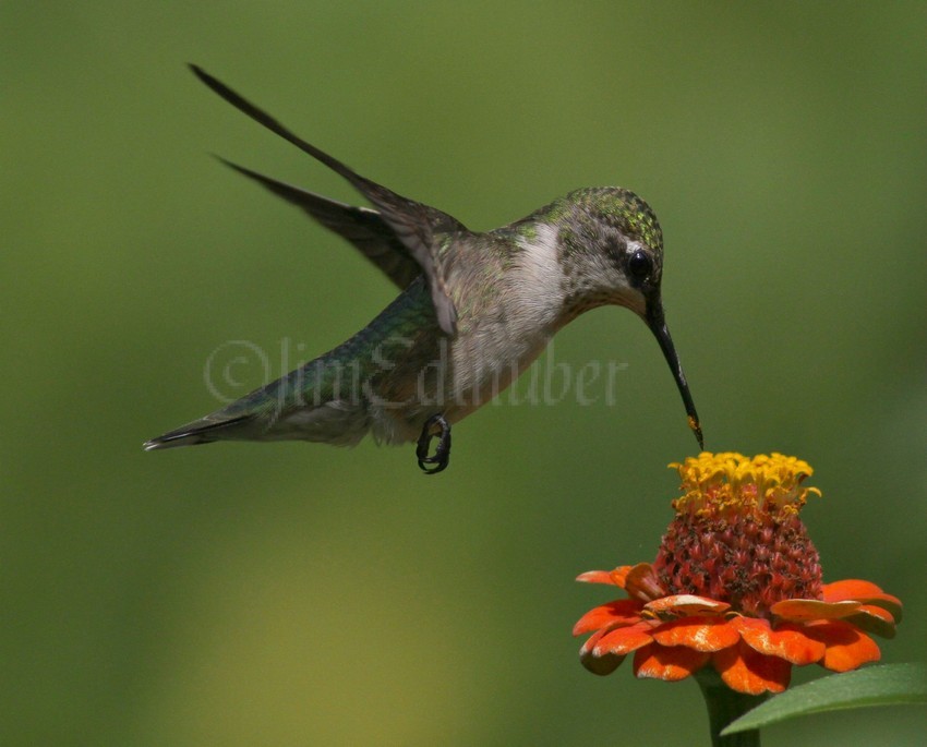 Ruby-throated Hummingbird on Zinnia species