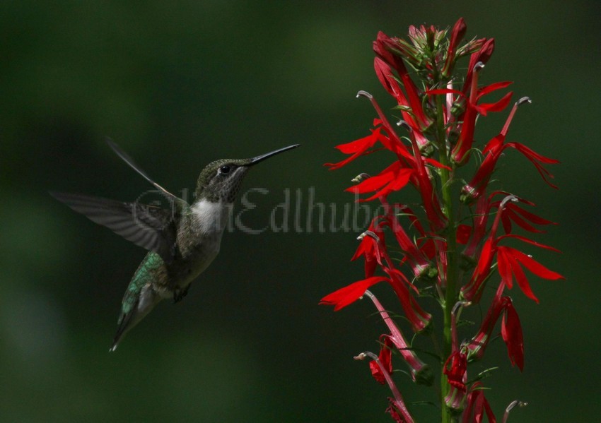 Ruby-throated Hummingbird on Cardinal Flower