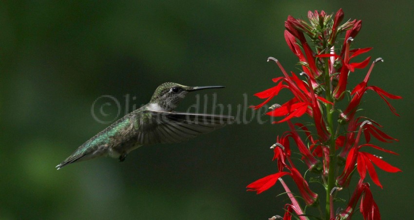 Ruby-throated Hummingbird on Cardinal Flower