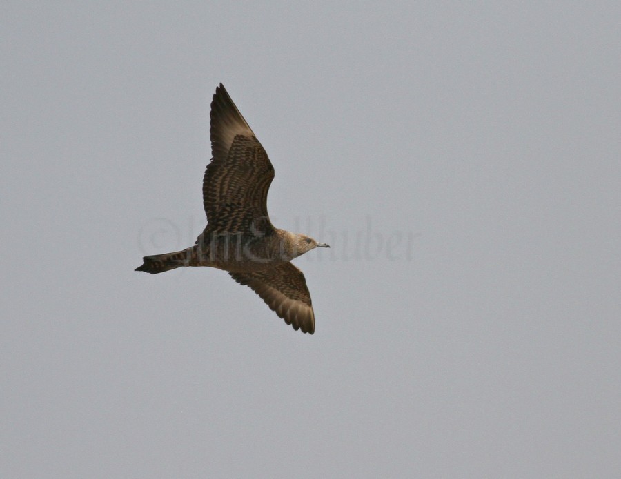 Parasitic Jaeger at Bradford Beach in Milwaukee Wisconsin on September 19, 2014