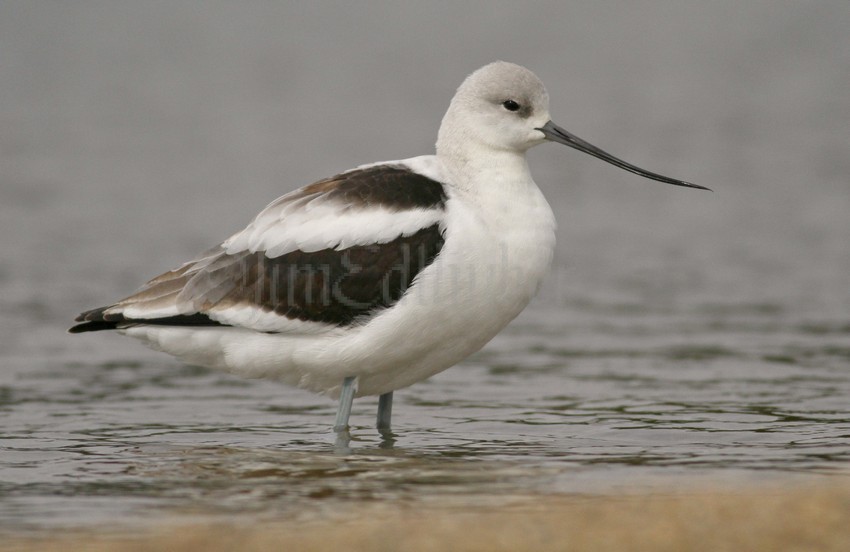 American Avocet Lakeshore State Park Milwaukee Wisconsin September 30, 2014