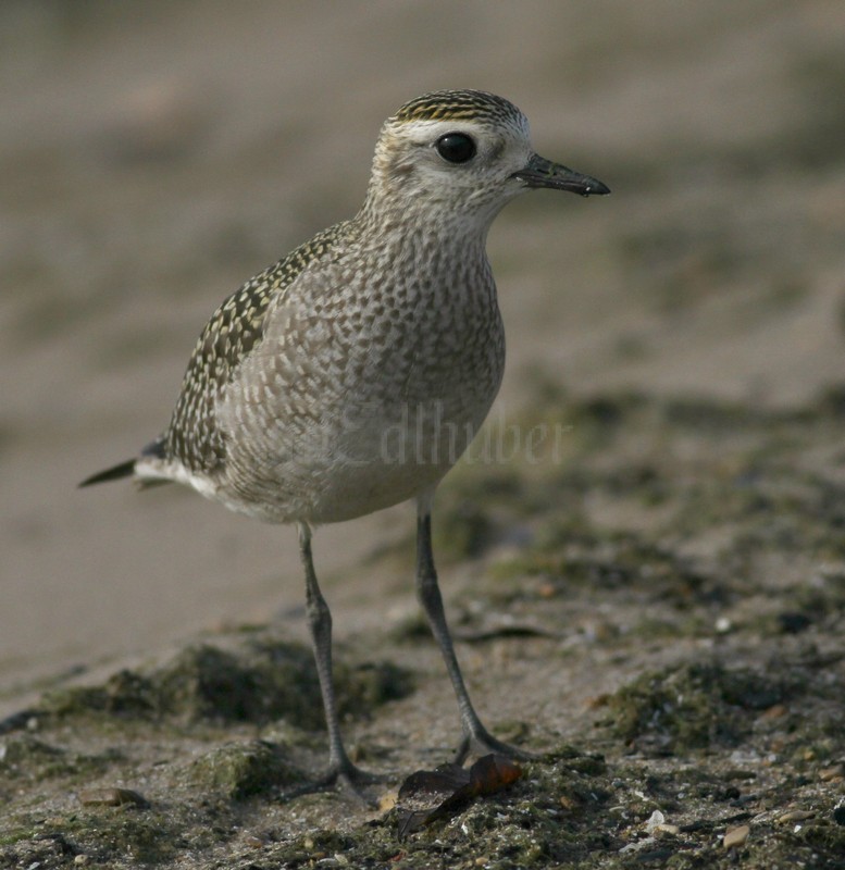 American Golden-Plovers at Bradford Beach in Milwaukee Wisconsin September 24, 2014