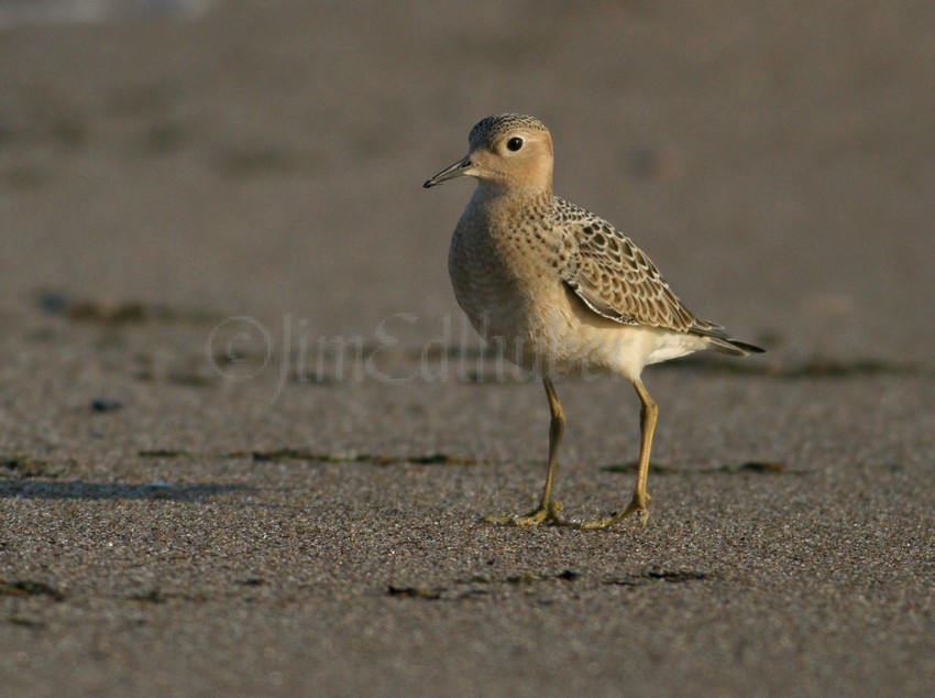 Buff-breasted Sandpiper at the South Metro Pier in Oak Creek Wisconsin September 8, 2014