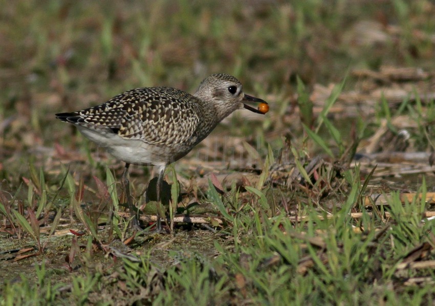 Black-bellied Plover, juv. with fruit.