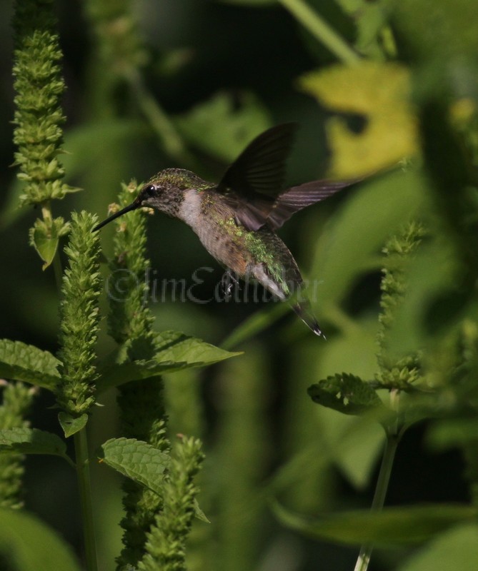 Ruby-throated Hummingbird, female on Yellow Giant Hyssop