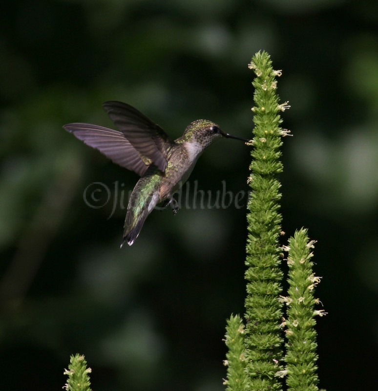 Ruby-throated Hummingbird, female on Yellow Giant Hyssop