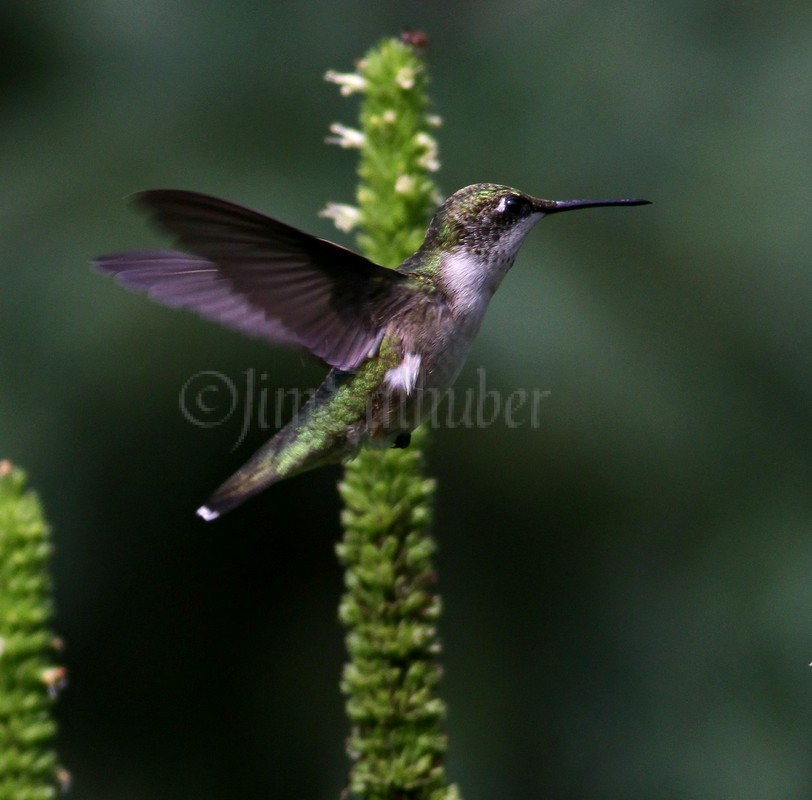 Ruby-throated Hummingbird, female on Yellow Giant Hyssop