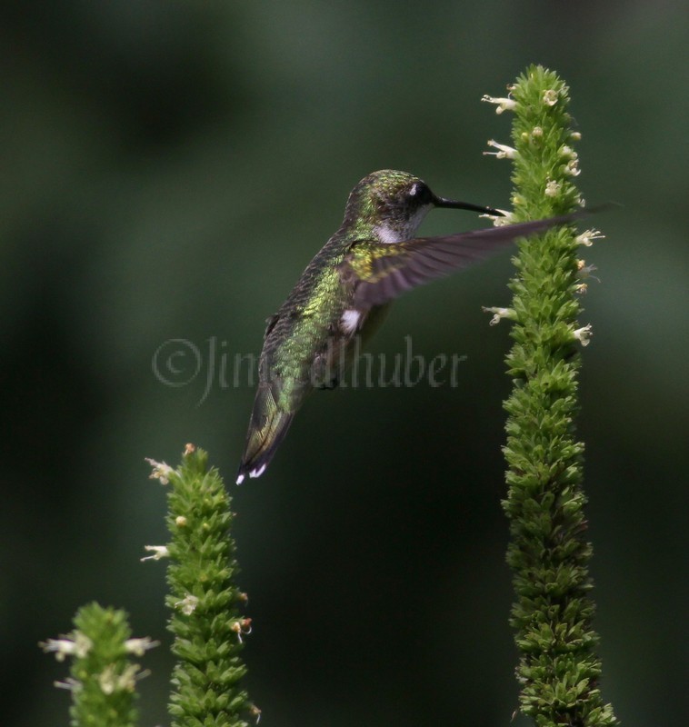 Ruby-throated Hummingbird, female on Yellow Giant Hyssop