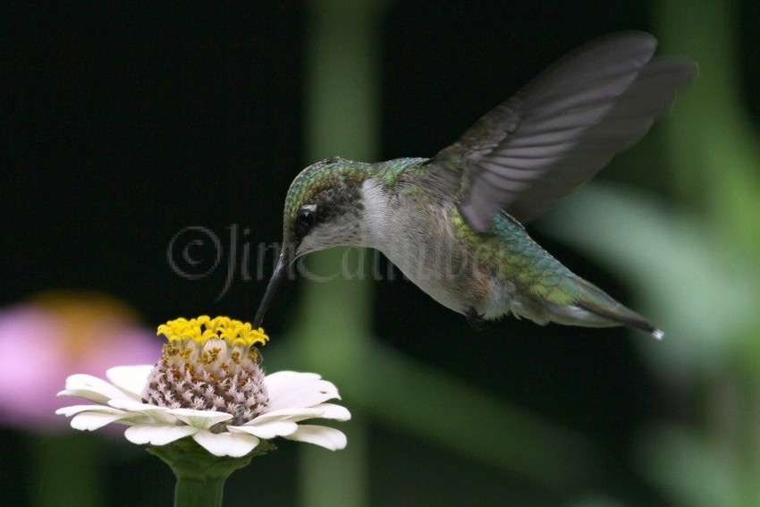 Ruby-throated Hummingbird on Zinnia species