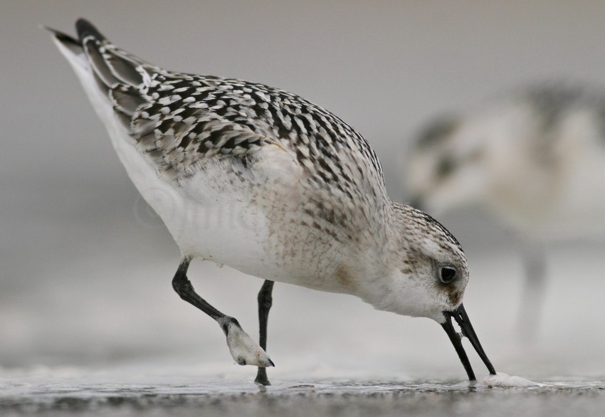 Sanderlings at Bradford Beach in Milwaukee Wisconsin September 10, 2014