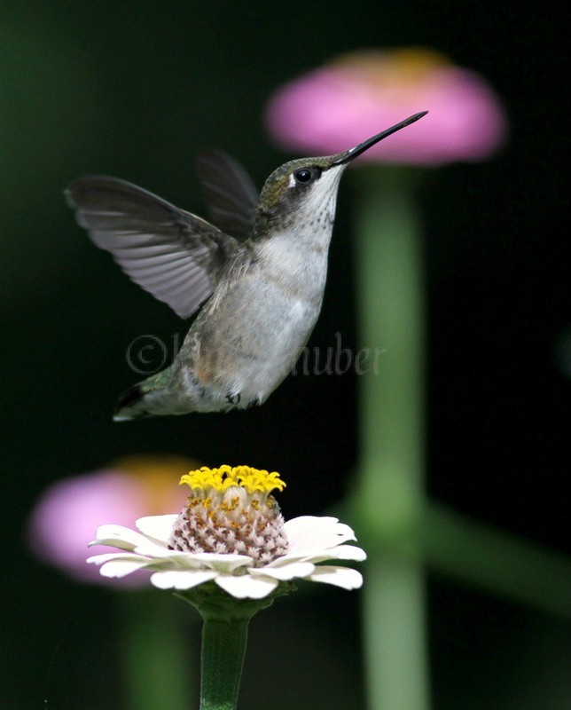 Ruby-throated Hummingbird on Zinnia species