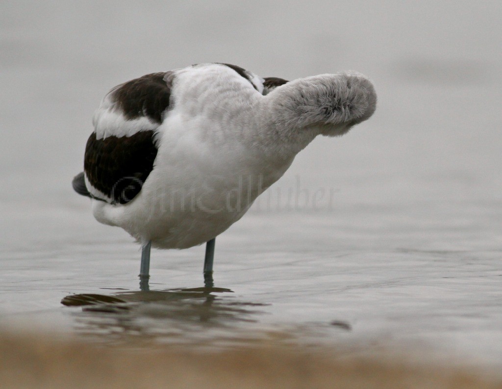 Preening