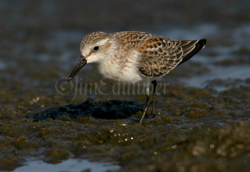 Western Sandpiper at Bradford Beach in Milwaukee Wisconsin Sept 14, 2014