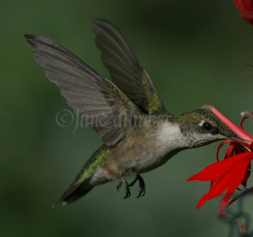 Ruby-throated Hummingbird on Cardinal Flower