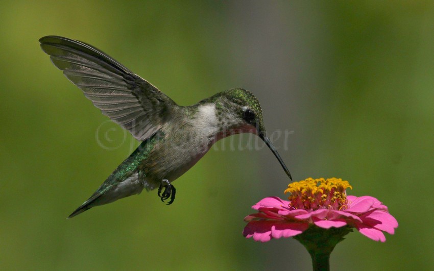 Ruby-throated Hummingbird on Zinnia species